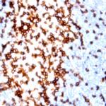 CD75s Antibody in Immunohistochemistry (Paraffin) (IHC (P))