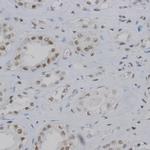 F4/80 Antibody in Immunohistochemistry (Paraffin) (IHC (P))