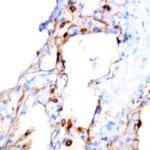 Podocalyxin/GCTM-1 Antibody in Immunohistochemistry (Paraffin) (IHC (P))