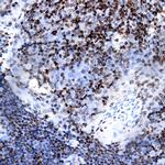 Macrophage Antibody in Immunohistochemistry (Paraffin) (IHC (P))
