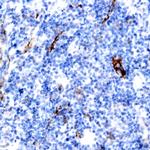 MUC1 (EMA) Antibody in Immunohistochemistry (Paraffin) (IHC (P))