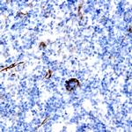 MUC2 Antibody in Immunohistochemistry (Paraffin) (IHC (P))