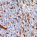 CMV Antibody in Immunohistochemistry (Paraffin) (IHC (P))
