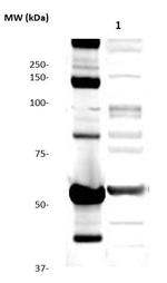 CMV Antibody in Western Blot (WB)