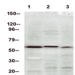 Occludin Antibody in Western Blot (WB)