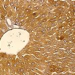PETH Antibody in Immunohistochemistry (Paraffin) (IHC (P))