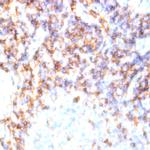 TCR DO11.10 Antibody in Immunohistochemistry (Paraffin) (IHC (P))