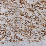 Connexin 43 Antibody in Immunohistochemistry (Paraffin) (IHC (P))