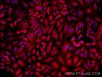P16-INK4A Antibody in Immunocytochemistry (ICC/IF)