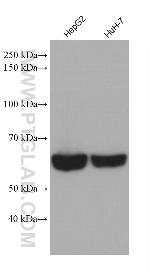 P16-INK4A Antibody in Western Blot (WB)