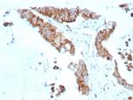 CD269/TNFRSF17/BCMA (B-Cell Maturation Protein) Monoclonal Antibody (rCD269/8507)