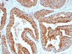 CD269/TNFRSF17/BCMA (B-Cell Maturation Protein) Recombinant Rabbit Monoclonal Antibody (CD269/8508R)