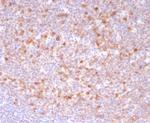 CD269/TNFRSF17/BCMA (B-Cell Maturation Protein) Antibody in Immunohistochemistry (Paraffin) (IHC (P))