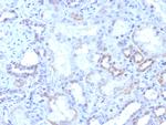 ROR-gamma/RORC (RAR-related Orphan Receptor C) Recombinant Rabbit Monoclonal Antibody (RORC/8017R)