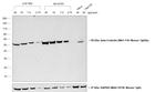 Rabbit anti-Mouse IgG2a Secondary Antibody, HRP