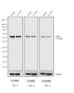Mouse IgG2a Secondary Antibody in Western Blot (WB)