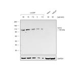 Rabbit anti-Goat IgG (H+L) Secondary Antibody, HRP