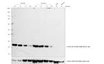 Rabbit anti-Mouse IgG (H+L) Secondary Antibody, HRP