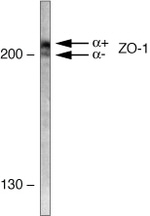 ZO-1 Antibody in Western Blot (WB)