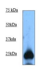 GFP Antibody in Western Blot (WB)