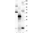 Nag-1 Polyclonal Antibody