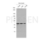 Smooth Muscle Actin Antibody in Western Blot (WB)