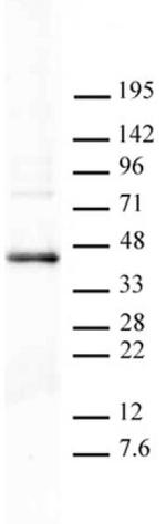 PRMT6 Antibody in Western Blot (WB)