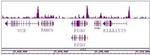 BRD8 / SMAP2 Antibody in ChIP-Sequencing (ChIP-Seq)