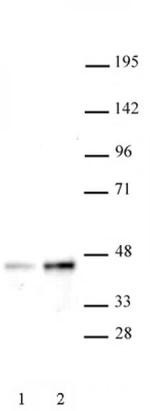 SET8 / PR-SET7 Antibody in Western Blot (WB)