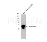 Synaptophysin Antibody in Western Blot (WB)