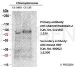Channelrhodopsin 2/ChR2 Antibody in Western Blot (WB)
