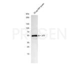 p53 Protein Antibody in Western Blot (WB)