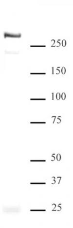 ATRX Antibody in Western Blot (WB)