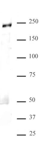 MED1 Antibody in Western Blot (WB)