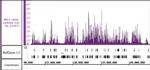 SMC1-alpha Antibody in ChIP-Sequencing (ChIP-Seq)