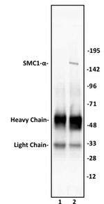 SMC1-alpha Antibody in Immunoprecipitation (IP)