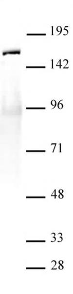 SMC1-alpha Antibody in Western Blot (WB)