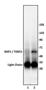RAP1 / TERF2IP Antibody in Immunoprecipitation (IP)