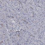 Synaptopodin Antibody in Immunohistochemistry (IHC)