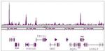 KLF5 Antibody in ChIP-Sequencing (ChIP-Seq)