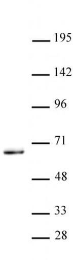 KLF5 Antibody in Western Blot (WB)