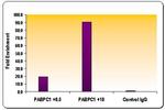 Histone H3K36me3 Antibody in ChIP Assay (ChIP)