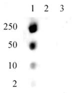 Phospho-Histone H1.5 (Ser17) Antibody in Dot Blot (DB)