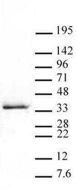 Phospho-Histone H1.5 (Ser17) Antibody in Western Blot (WB)