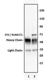 ETO / RUNX1T1 Antibody in Immunoprecipitation (IP)