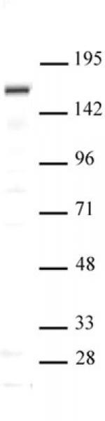 SIP1 Antibody in Western Blot (WB)