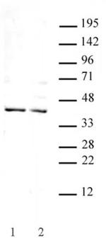 Goosecoid Antibody in Western Blot (WB)