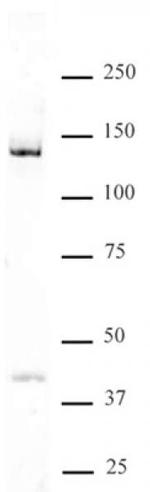 DDB1 Antibody in Western Blot (WB)