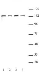 SMC3 Antibody in Western Blot (WB)