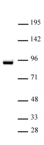 STAT5A Antibody in Western Blot (WB)